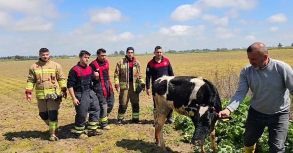 SU KANALINA DÜŞEN İNEK İTFAİYE EKİPLERİ TARAFINDAN KURTARILDI