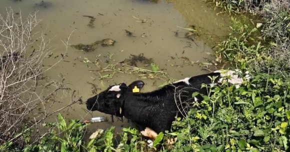 SU KANALINA DÜŞEN İNEK İTFAİYE EKİPLERİ TARAFINDAN KURTARILDI