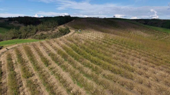 ADANA’DA DOLU KAYISI BAHÇELERİNİ VURDU, ÇAĞLALAR YERE DÖKÜLDÜ