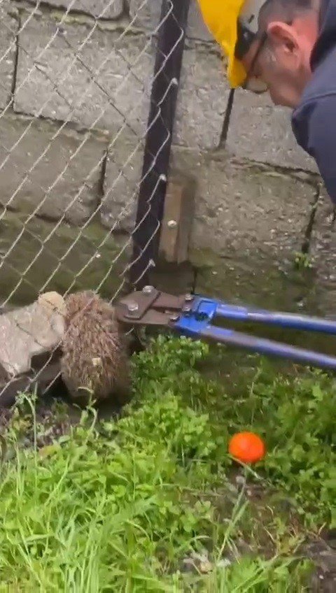 TEL ÖRGÜYE SIKIŞIP, MAHSUR KALAN KİRPİ KURTARILDI