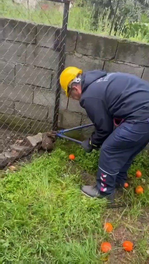 TEL ÖRGÜYE SIKIŞIP, MAHSUR KALAN KİRPİ KURTARILDI