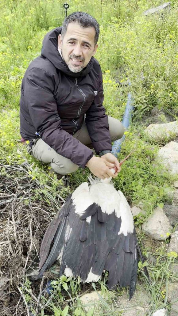 SAÇMALARIN HEDEFİ OLAN LEYLEĞE KUŞ GÖZLEMCİSİNDEN İLK YARDIM