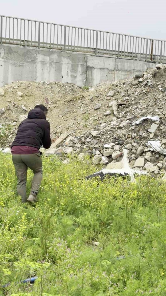 SAÇMALARIN HEDEFİ OLAN LEYLEĞE KUŞ GÖZLEMCİSİNDEN İLK YARDIM