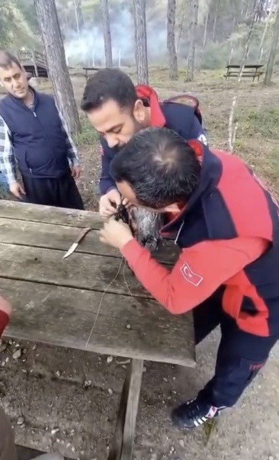 OSMANİYE’DE AĞACA TAKILAN KARGAYI İTFAİYE KURTARDI