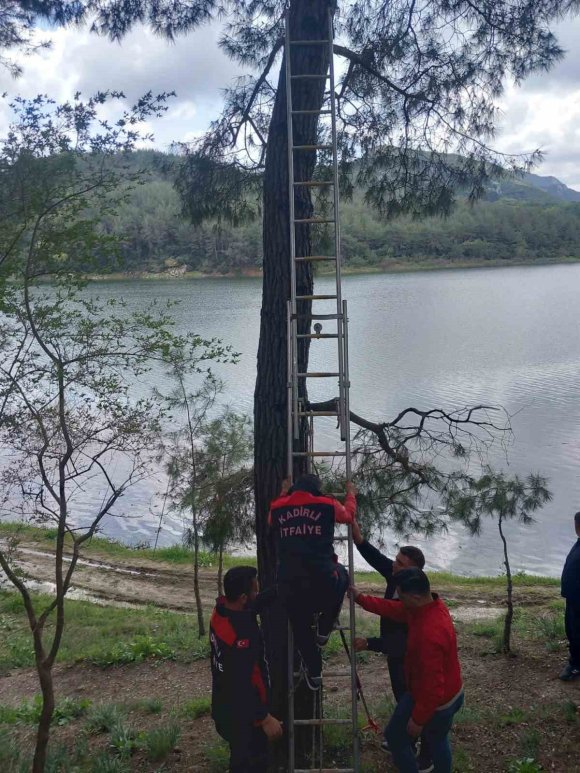OSMANİYE’DE AĞACA TAKILAN KARGAYI İTFAİYE KURTARDI