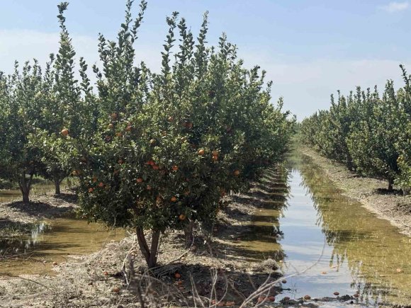 MERSİN’DE SELİN ARDINDAN BAHÇELERDE SULAR YENİ ÇEKİLDİ