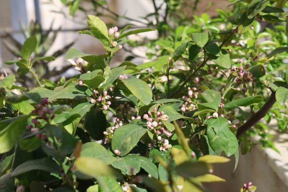 KOZAN PORTAKAL ÇİÇEĞİ FESTİVALİ’NİN HAZIRLIKLARI TAMAMLANDI