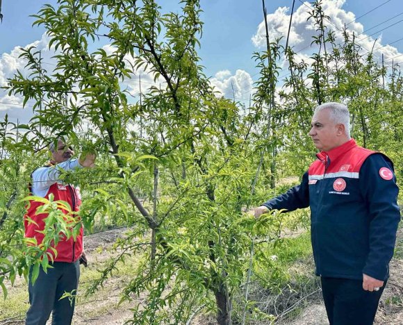 KIRIKHAN’DA ŞEFTALİ BAHÇELERİ İNCELENDİ