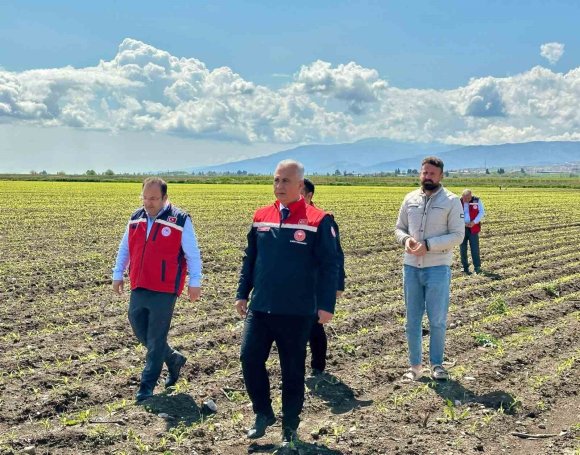 KIRIKHAN’DA MISIR EKİLİ ALANLAR İNCELENDİ