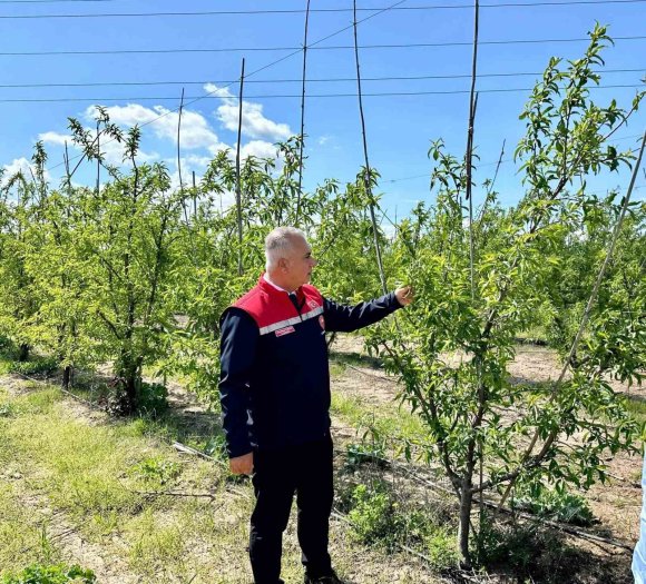 KIRIKHAN’DA ŞEFTALİ BAHÇELERİ İNCELENDİ