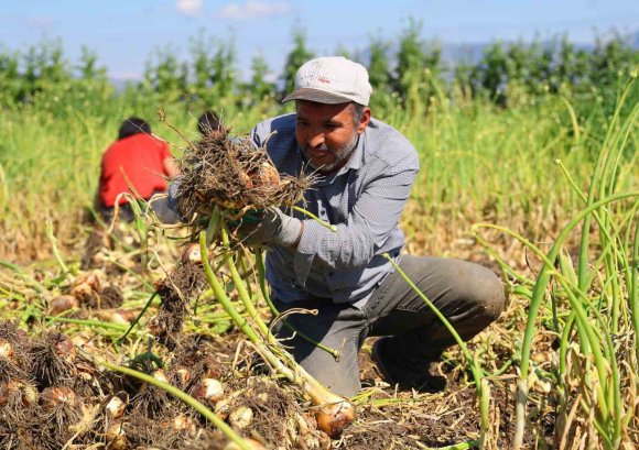 TURFANDA SOĞANDA HASAT BAŞLADI, FİYATI ARZ-TALEP BELİRLEYECEK