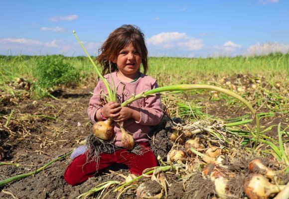 TURFANDA SOĞANDA HASAT BAŞLADI, FİYATI ARZ-TALEP BELİRLEYECEK