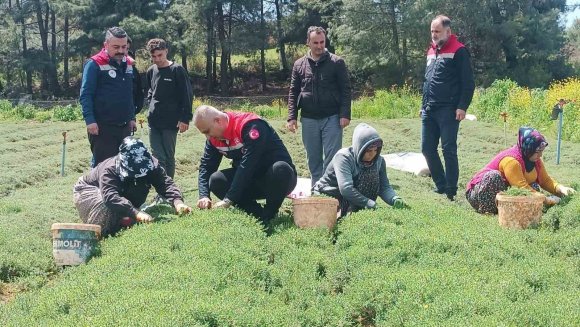 ALTINÖZÜ’NDE ZAHTER HASADI BAŞLADI