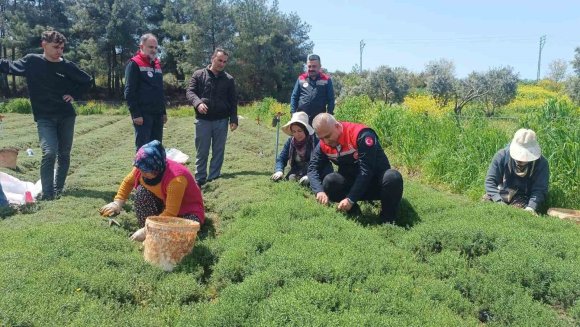 ALTINÖZÜ’NDE ZAHTER HASADI BAŞLADI
