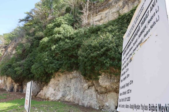 4 BİN YILLIK SARMAŞIĞIN GÖLGESİNDE BAHARI KARŞILADILAR