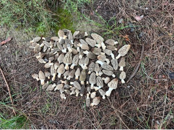 FEKE’DE KUZU GÖBEĞİ BEREKETİ