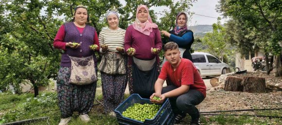 MERSİN’DE AÇIKTA ERİK HASADI BAŞLADI, FİYATI 200 TL’YE KADAR DÜŞTÜ