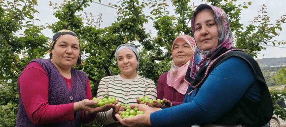 MERSİN’DE AÇIKTA ERİK HASADI BAŞLADI, FİYATI 200 TL’YE KADAR DÜŞTÜ