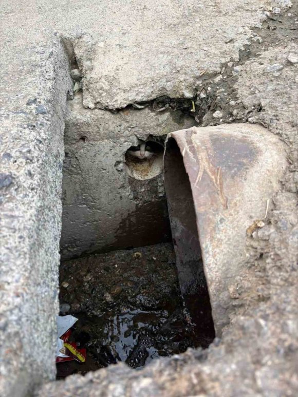 İSKENDERUN’DA RÖGAR BORUSUNA DÜŞEN YAVRU KEDİLER KURTARILDI