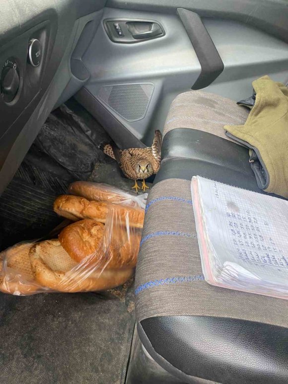 DÖRTYOL’DA YARALI ATMACA ARACA SIĞINDI