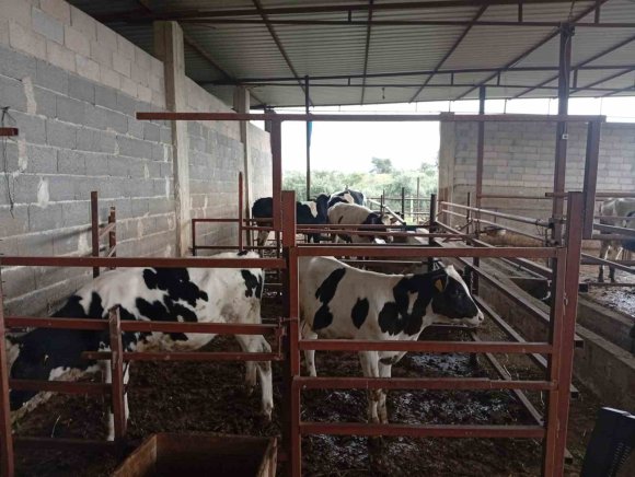 ADANALI ÜRETİCİDEN SÜT VERİMİ İÇİN İLGİNÇ YÖNTEM