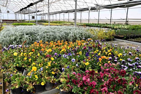 ÇİÇEK DESENLERİ GÜNLERİ İÇİN 130 BİN DAL ÇİÇEK YETİŞTİRİLİYOR