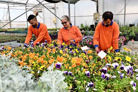 ÇİÇEK DESENLERİ GÜNLERİ İÇİN 130 BİN DAL ÇİÇEK YETİŞTİRİLİYOR