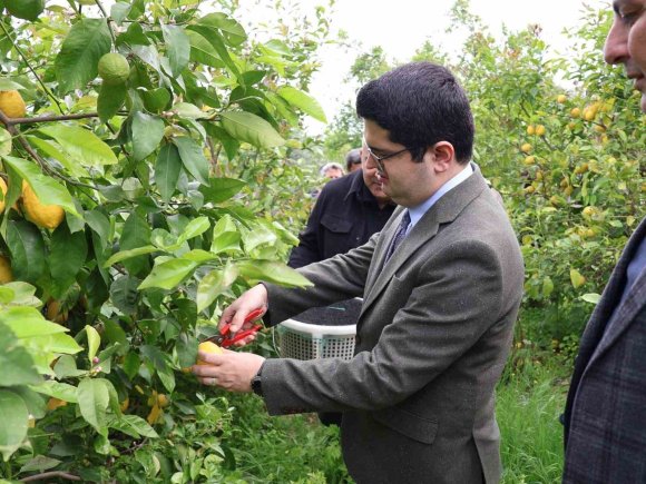 ARSUZ’DA LİMON HASADI BAŞLADI