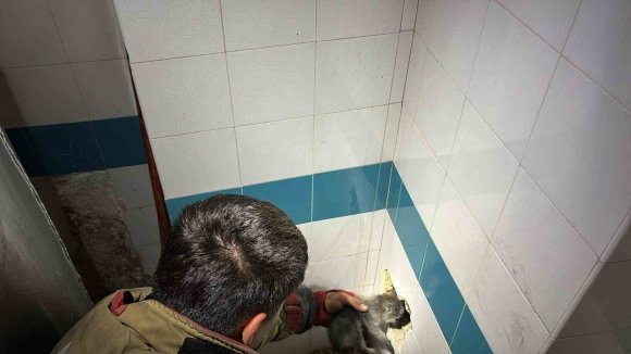 BACADAN DÜŞEREK MAHSUR KALAN YAVRU KEDİ DUVARIN KIRILMASIYLA KURTARILDI