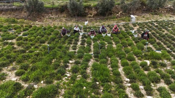 SOFRALARIN VAZGEÇİLMEZİ ZAHTERDE BEREKETLİ HASAT