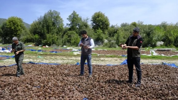 KAHRAMANMARAŞ’TA KIZILÇAM TOHUMLARI SAHAYA HAZIRLANIYOR