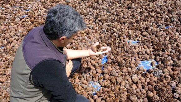 KAHRAMANMARAŞ’TA KIZILÇAM TOHUMLARI SAHAYA HAZIRLANIYOR
