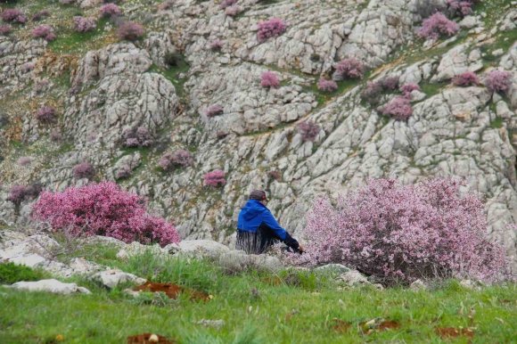 HURMAN ÇAYI ÇEVRESİNDE YABANİ BADEMLER PEMBE ÇİÇEK AÇTI