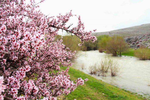 HURMAN ÇAYI ÇEVRESİNDE YABANİ BADEMLER PEMBE ÇİÇEK AÇTI