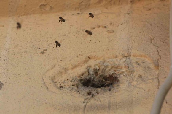 YILLARDIR MAHALLEYİ MESKEN TUTAN ARILARI ÇOCUKLARIN ATTIĞI TAŞ KIZDIRDI