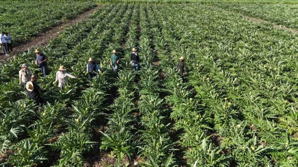 AKADEMİSYEN ÇİFTÇİNİN 7 YIL SÜREN EMEKLERİYLE 120 DÖNÜM ALANA YAYDIĞI ENGİNAR ÜRETİMİNDE HASAT BAŞLADI