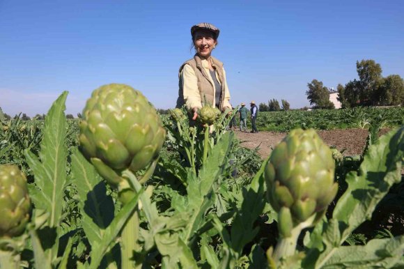 AKADEMİSYEN ÇİFTÇİNİN 7 YIL SÜREN EMEKLERİYLE 120 DÖNÜM ALANA YAYDIĞI ENGİNAR ÜRETİMİNDE HASAT BAŞLADI