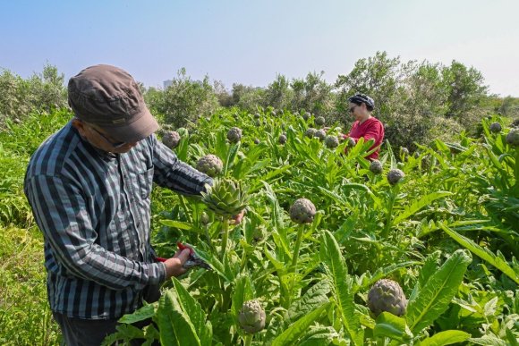MERSİN’DE ENGİNAR PROJESİ İLK HASADINI VERDİ