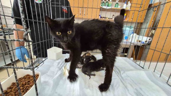 HAVALANDIRMA BOŞLUĞUNA DÜŞEN KEDİ VE YAVRULARI KURTARILDI