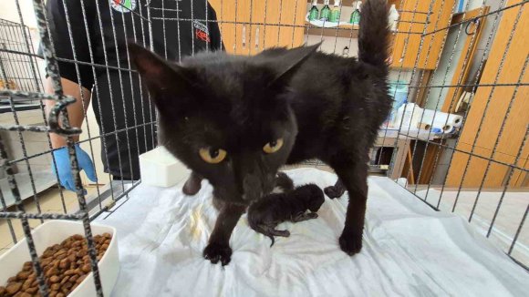 HAVALANDIRMA BOŞLUĞUNA DÜŞEN KEDİ VE YAVRULARI KURTARILDI