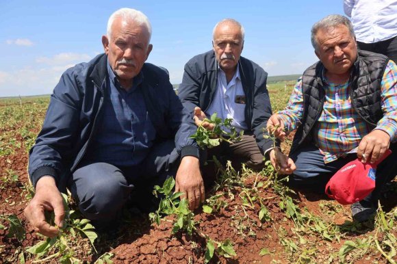CEVİZ BÜYÜKLÜĞÜNDEKİ DOLU YAĞIŞI TARIM ARAZİLERİNE ZARAR VERDİ