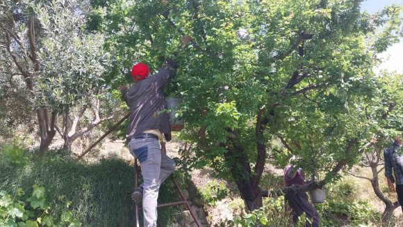REKOR FİYATLA BAŞLAYAN ERİKTE HASAT YOĞUNLAŞTI: KİLOSU 30-40 TL İLE 170 TL ARASINDA
