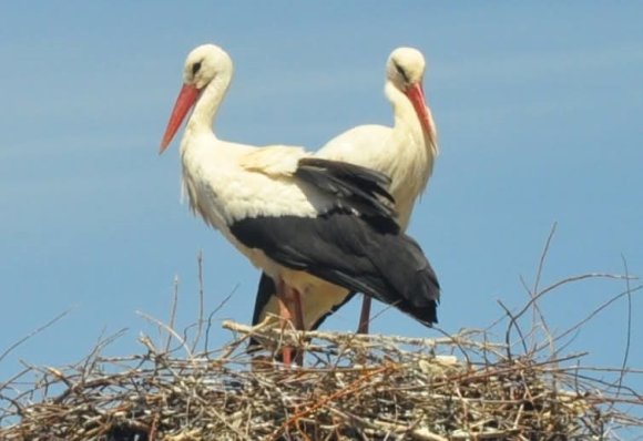 AFŞİN’E BAHARIN MÜJDECİSİ LEYLEKLER GELDİ