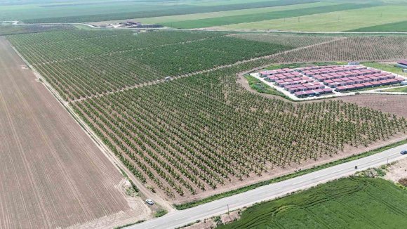 MESAİLERİ BAŞLAYAN TARIM İŞÇİLERİ, AMİK OVASI’NDA BİN 100 TL YEVMİYE ALACAK