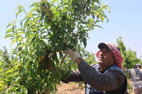 MESAİLERİ BAŞLAYAN TARIM İŞÇİLERİ, AMİK OVASI’NDA BİN 100 TL YEVMİYE ALACAK