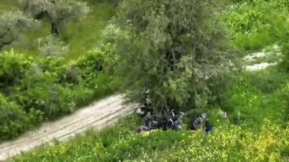 AĞAÇ ALTINDA GİZLENMEYE ÇALIŞAN GÖÇMENLER DRONLA YAKALANDI