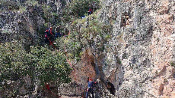 DAĞDA MAHSUR KALAN KEÇİLER KURTARILDI