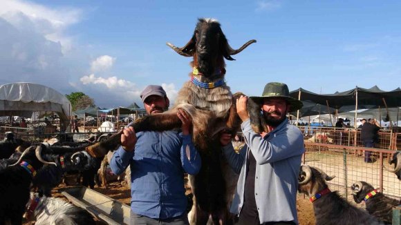 MERSİN’DE KURBANLIKLARDA KIRAN KIRANA PAZARLIKLAR BAŞLADI