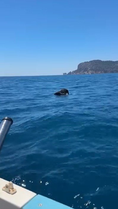 ALANYA KALESİ AÇIKLARINDA DENİZDE ÖLÜ KEÇİ BULUNDU