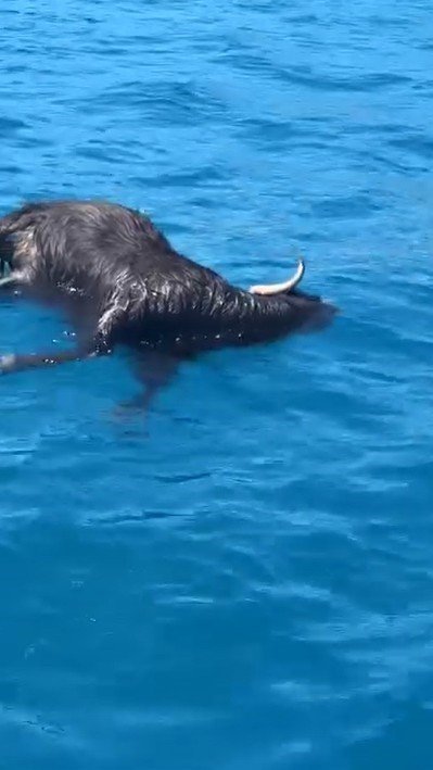 ALANYA KALESİ AÇIKLARINDA DENİZDE ÖLÜ KEÇİ BULUNDU